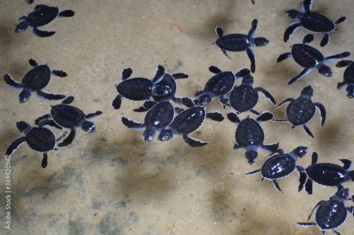 Tableau sur toile Three days old baby turtles at a turtle hatchery
