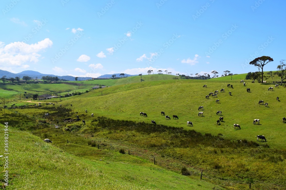 Vast cattle grazing lands in rural Sri Lanka