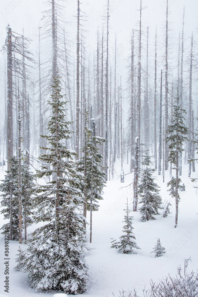 Fototapeta premium A snow storm, snow flackes in the air, surround dead trees from a recent forest fire in a winter snow scene