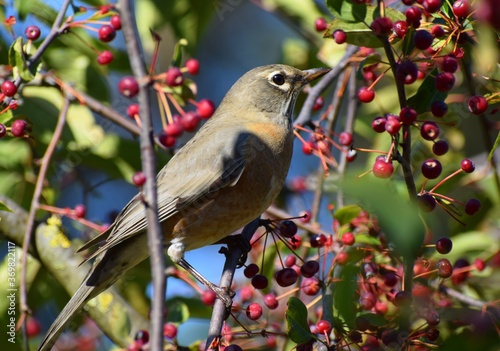 Robin perched among winter berries