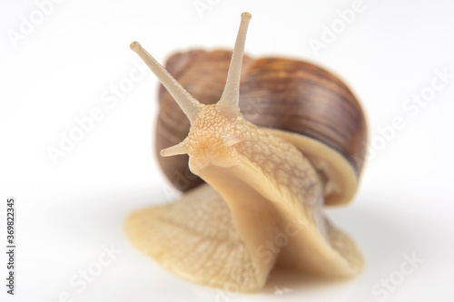 Helix pomatia. grape snail on a white background. mollusc and invertebrate. delicacy meat and gourmet food.