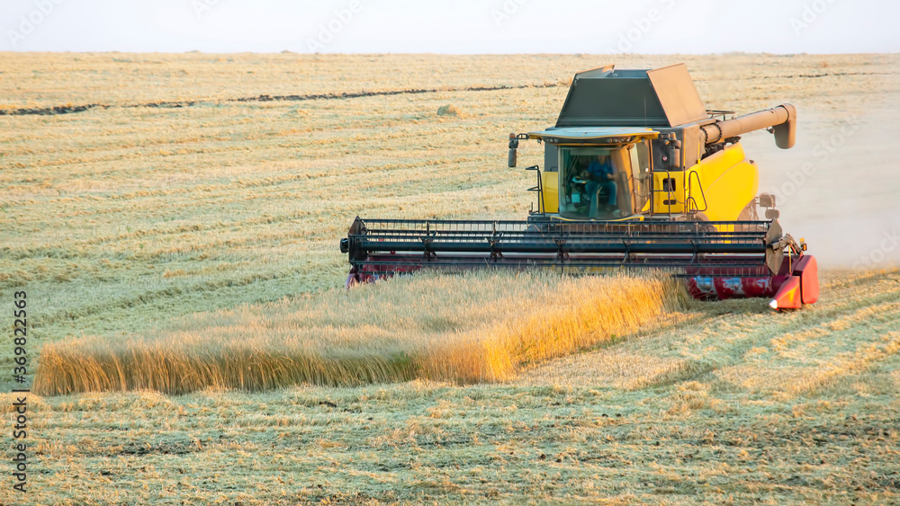 Fototapeta premium The harvester is harvesting wheat in the field. grain preparation. agronomy and agriculture.