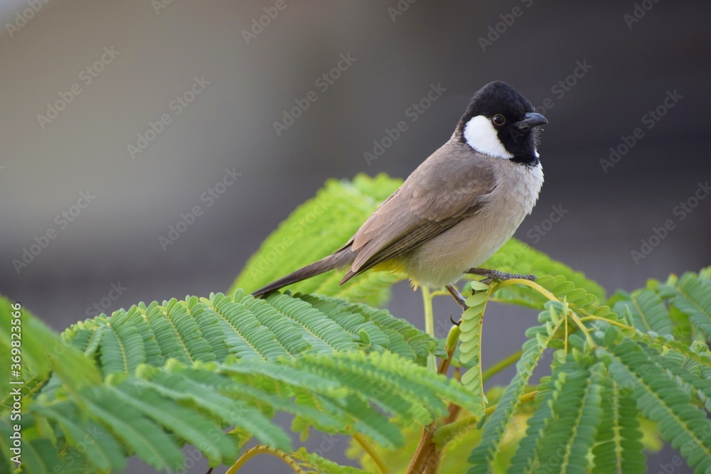 Obraz premium A White-eared Bulbul (Pycnonotus leucotis) on royal poinciana tree