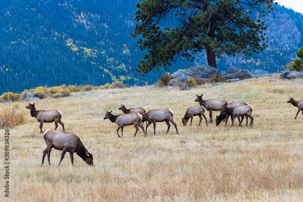 Fototapeta premium Elk Herd on a Beautiful Rocky Mountain Evening