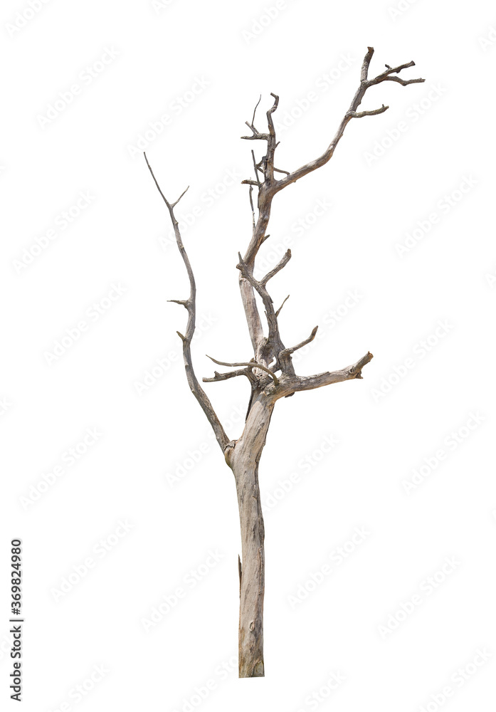 Dead tree with clipping path isolated on white background.