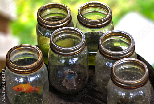 Jars with fish