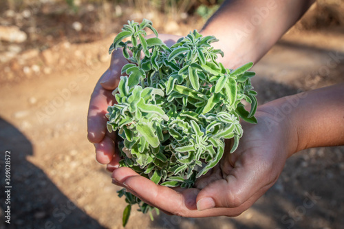 A woman holding a bouquet of raw sage in her hands. Wild Sage herb bunch. Aromatic sage plant on natural background in forest. Herbs concept. Hands hold a bunch of medicinal herbs.