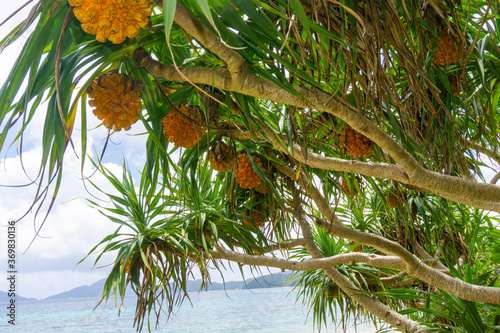 海辺の植物、アダン、浜木綿 photo