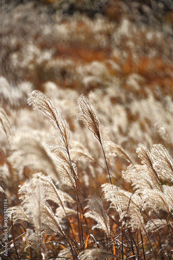 Fototapeta premium 風に揺らぐ仙石原のすすき
