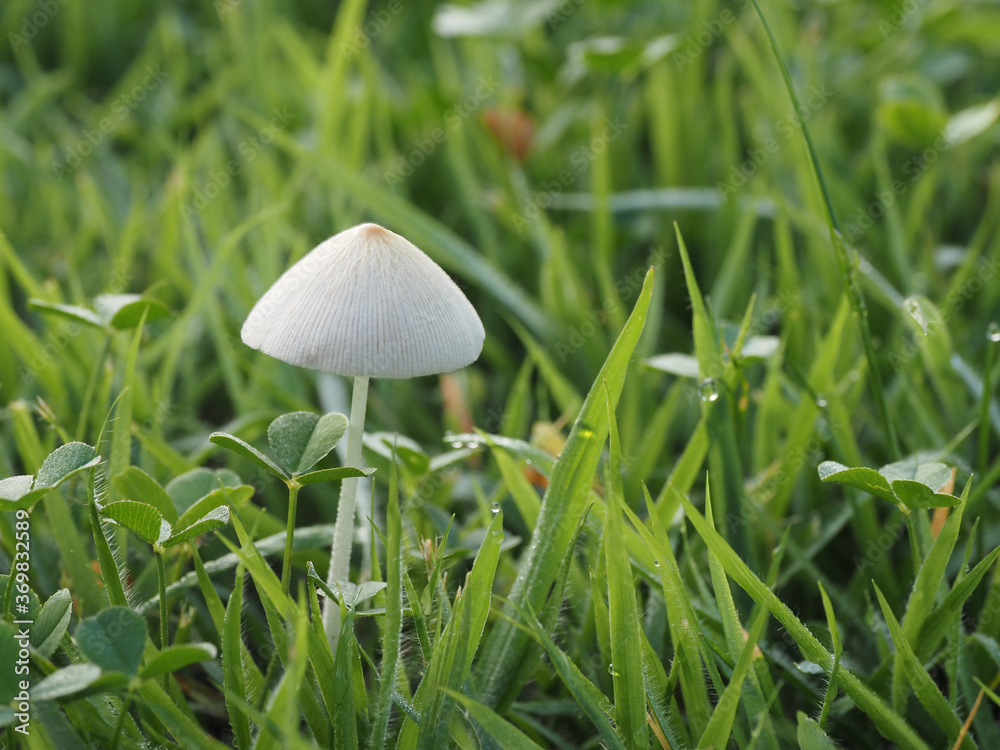 Tokyo,Japan-August 6, 2020: White Dunce Cap or Conocybe apala on the lawn in the morning
Tokyo,Japan-August 6, 2020: White Dunce Cap or Conocybe apala on the lawn in the morning