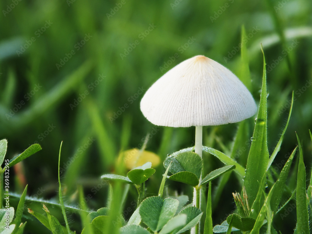 Tokyo,Japan-August 6, 2020: White Dunce Cap or Conocybe apala on the lawn in the morning
Tokyo,Japan-August 6, 2020: White Dunce Cap or Conocybe apala on the lawn in the morning