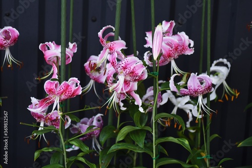 Lilium speciosum flowers downward in summer in liliaceae prennial plant. The bulb is edible. photo