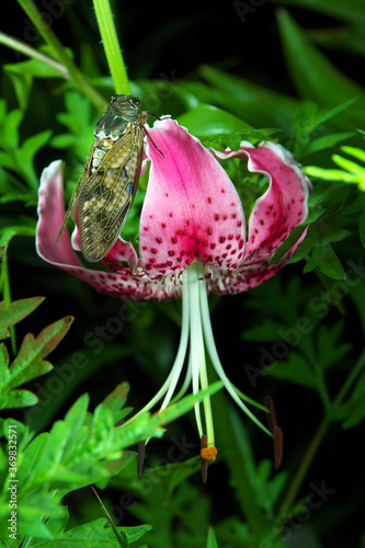 Tokyo,Japan-August 6, 2020: An eclosed cicada on red tiger lily flower
 photo