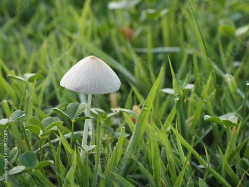 Tokyo,Japan-August 6, 2020: White Dunce Cap or Conocybe apala on the lawn in the morning 