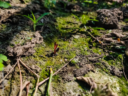 A small red wild grass come out of the mossy ground in the daytime.