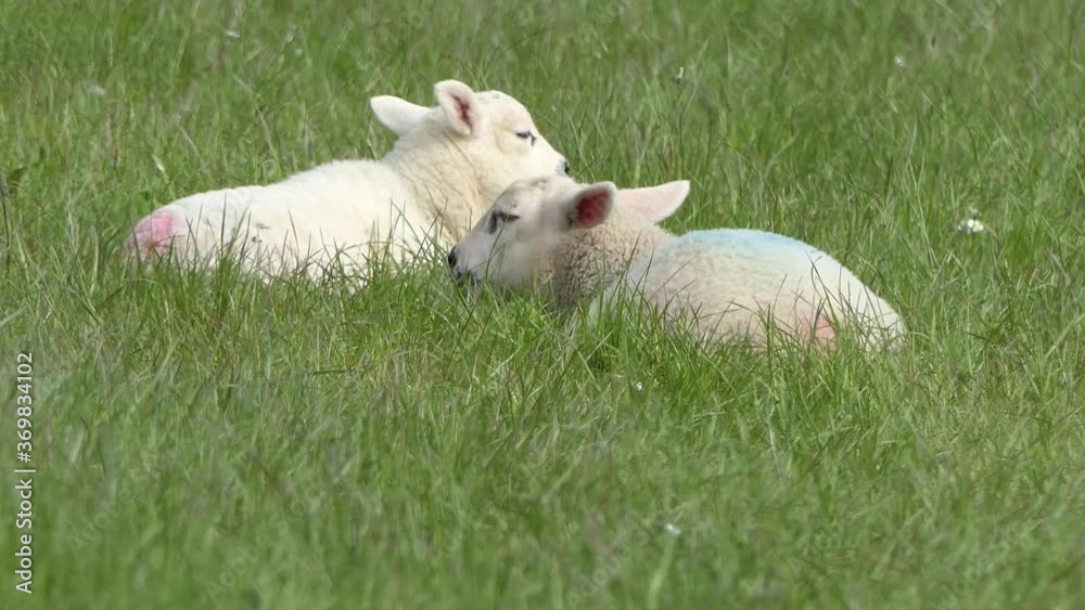Sheep and lambs laying in the sun in a field in Ireland Sheep and lambs laying in the sun in a field in Ireland
