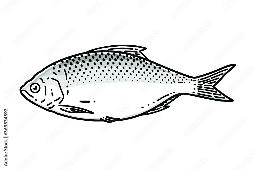 Gizzard shad. Vector line art illustration. Gizzard shad. Vector line art illustration.