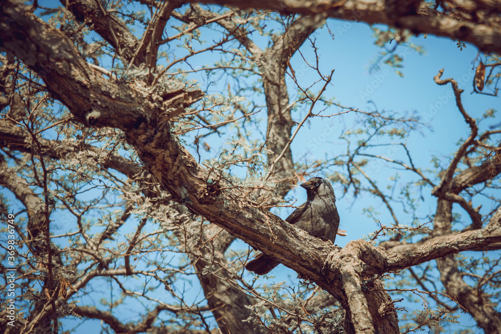 western jackdaw on a tree in Copenhagen western jackdaw on a tree in Copenhagen