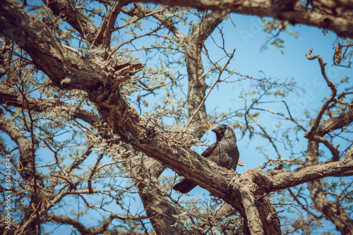 western jackdaw on a tree in Copenhagen