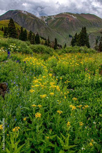 Picayune Gulch Wildflowers photo