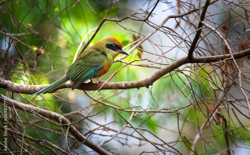 Fototapeta premium Color tropical bird in the forest from Iguazu