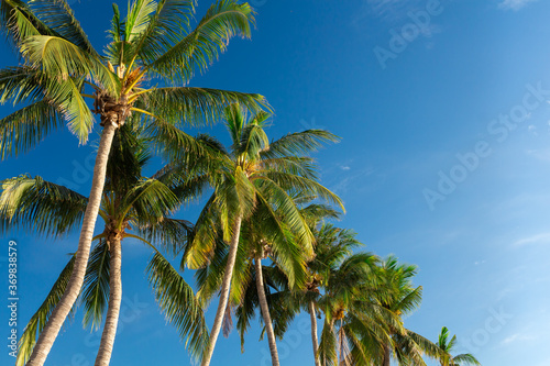 Palm trees with sunrise sun light on blue sky background with copy space. Koh Pangan island  Thailand. Background.