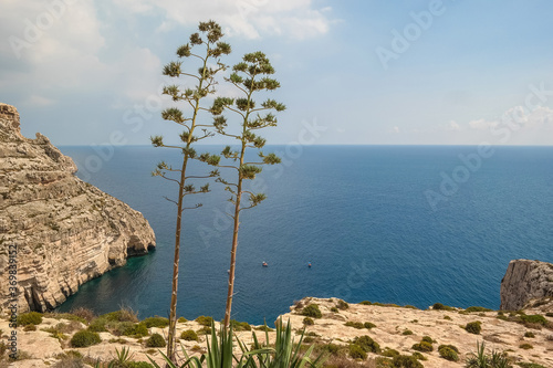 Sea view at Malta with two agave flower 