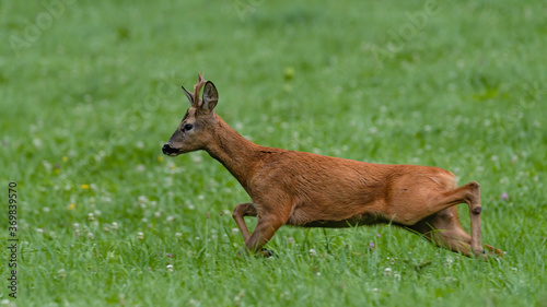 deer, tier, wild lebende tiere, natur, säugetier, wild,