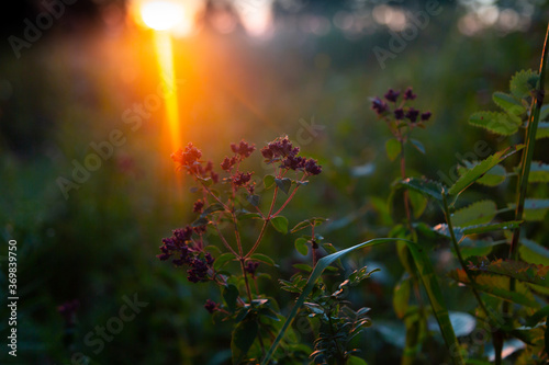 Wildflowers in the rays of the setting sun