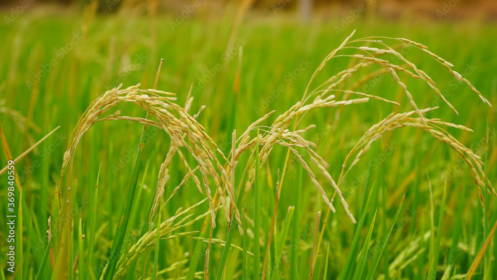 rice field in central region, nature food background
rice field in central region, nature food background