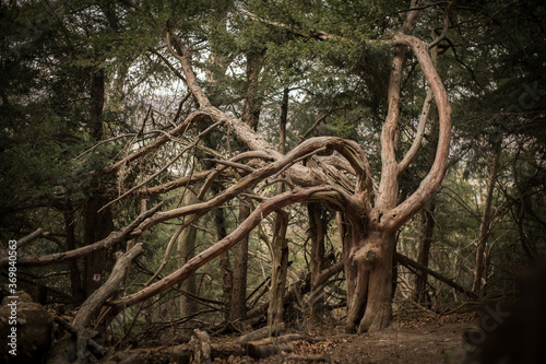 Ancient and spooky yew in the yew forest, haunted century yew photo