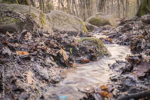 Angelica spring flow on the Velence mountains photo