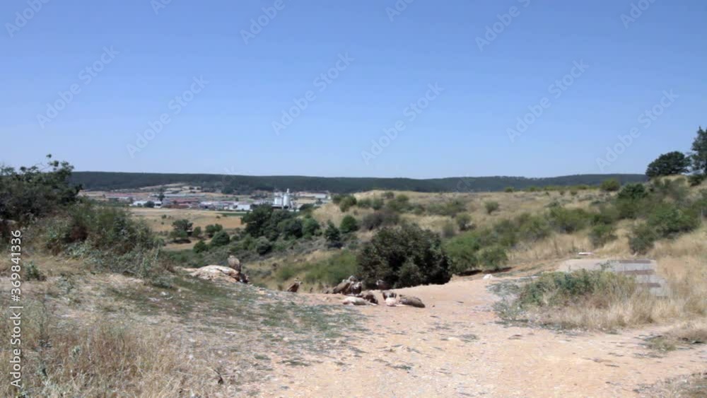 A large colony of griffon vultures feeding on a pig, in Burgos, Castilla y León, Spain A large colony of griffon vultures feeding on a pig, in Burgos, Castilla y León, Spain
