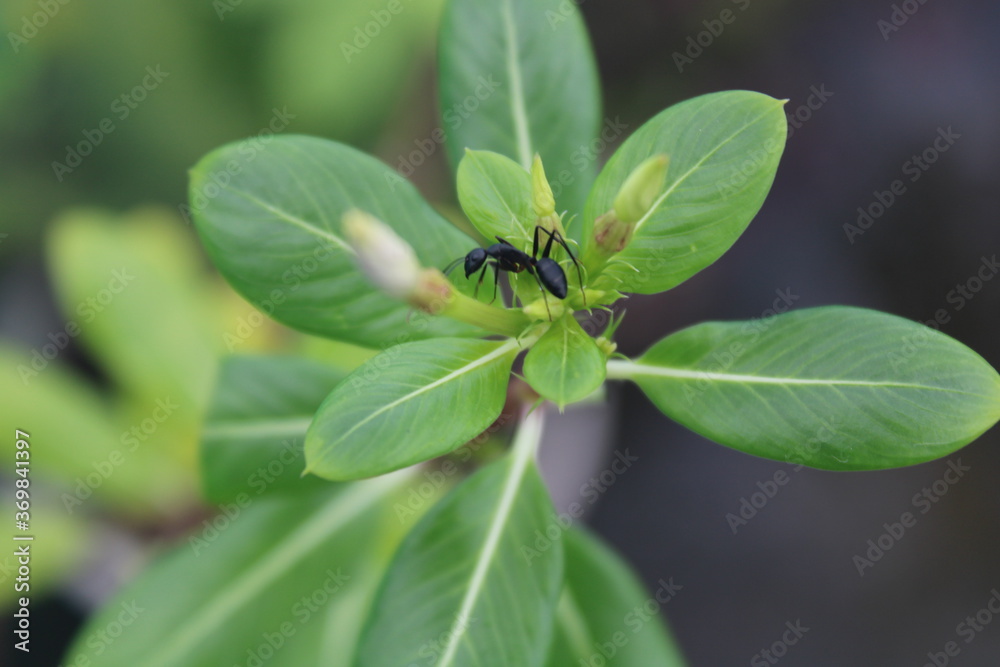 green bug on a leaf green bug on a leaf