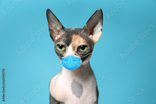 Fototapeta Naklejka Na Ścianę i Meble -  Cute sphynx cat in medical mask on blue background. Virus protection for animal