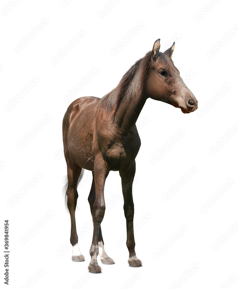 Bay horse walking on white background. Beautiful pet