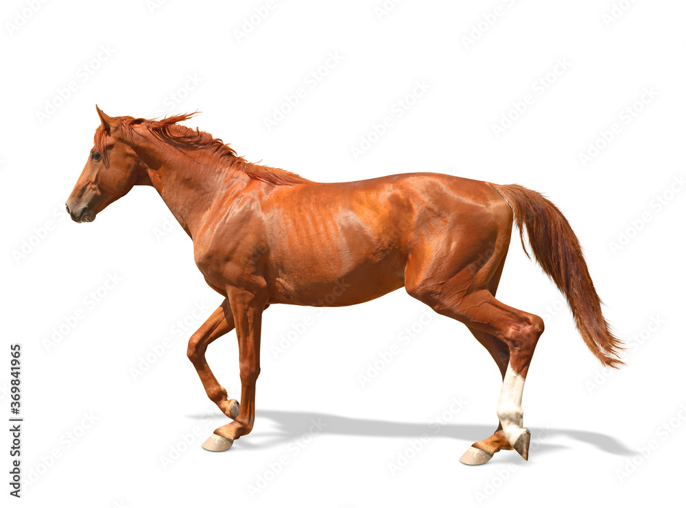 Chestnut horse walking on white background. Beautiful pet