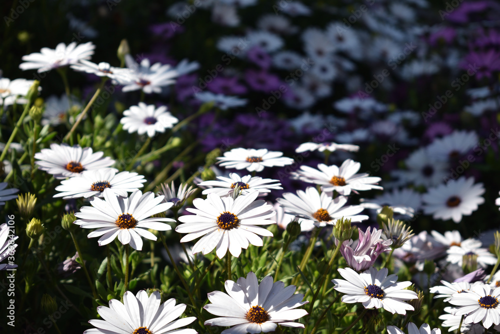 Obraz premium flores3