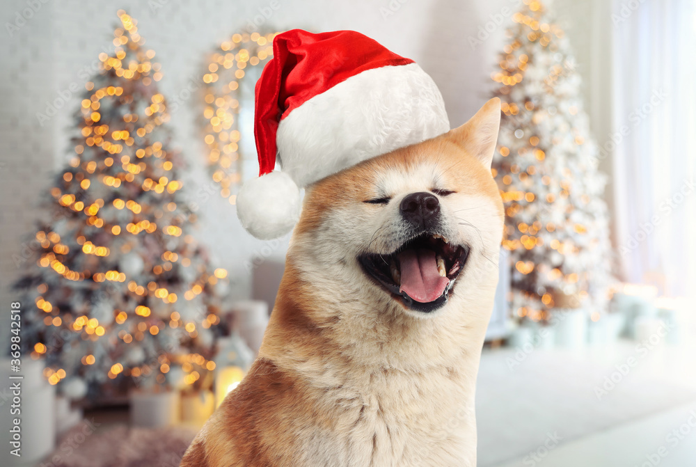Cute Akita Inu dog with Santa hat and room decorated for Christmas on background Cute Akita Inu dog with Santa hat and room decorated for Christmas on background