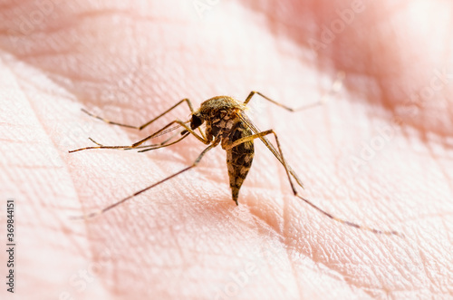 Dangerous Malaria Infected Culex Mosquito Bite, Leishmaniasis, Encephalitis, Yellow Fever, Dengue, Mayaro Disease, Zika, EEEV or EEE Virus Infectious Parasite Insect Macro