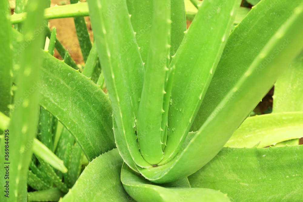 Close up of aloe vera plant in the garden. Close up of aloe vera plant in the garden.