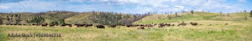 Fotografia Panoramic open grassland prairie with buffalo at Custer State Park in South Dako