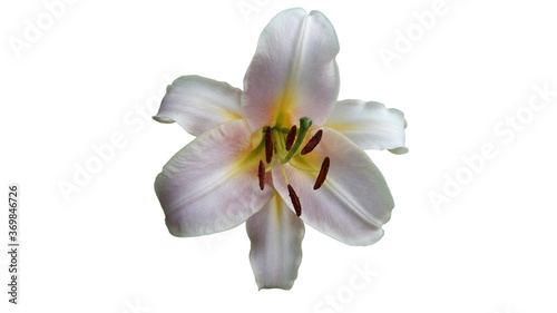 frangipani flower isolated on white © Владимир Легоньков