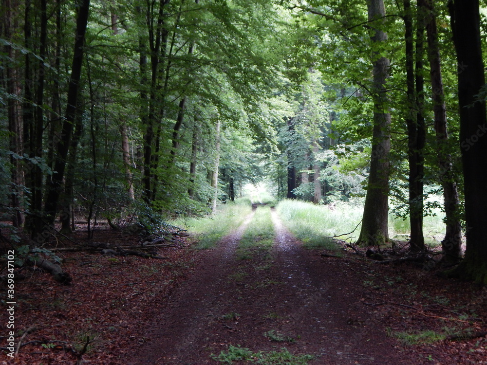 Obraz premium path in the woods