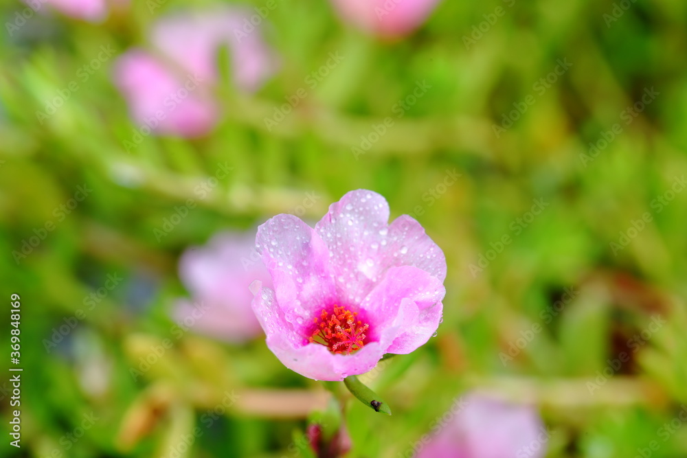 Close up Pink Portulaca oleracea flowers with a lot of mist 
