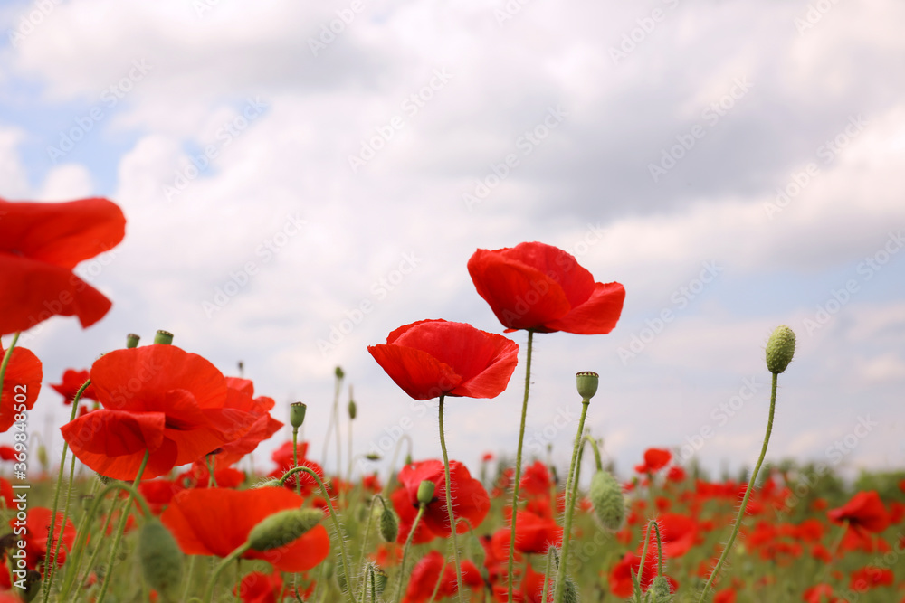 Naklejka premium Beautiful red poppy flowers growing in field, closeup
