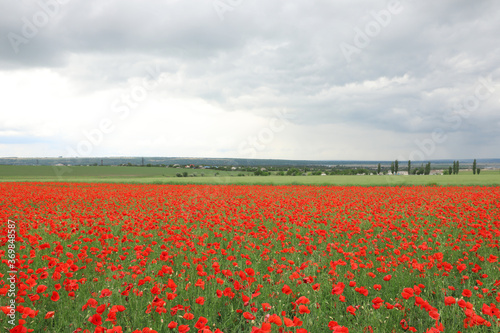 Beautiful red poppy flowers growing in field