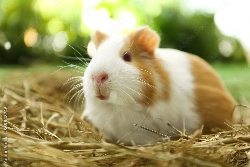 Cute funny guinea pig and hay outdoors, closeup Cute funny guinea pig and hay outdoors, closeup