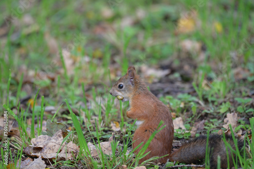 squirrel eating nut © ALEKSANDR