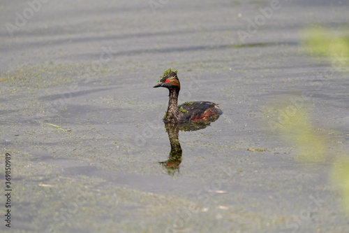 red crested cormorant